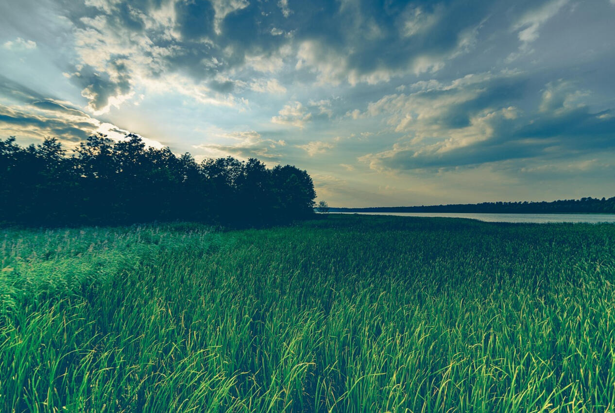 Green Fields at Sunset A wide field of tall green grass with a line of trees in the background, a calm lake on the horizon, and dramatic clouds lit by the setting sun.